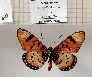  (Acraea trimeni - BC-MNHNJP1332)  @11 [ ] Copyright (2022) Dominique BERNAUD Museum national d'Histoire naturelle