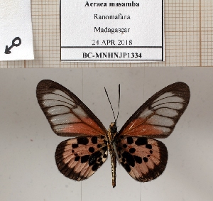  (Acraea masamba - BC-MNHNJP1334)  @11 [ ] Copyright (2022) Dominique BERNAUD Museum national d'Histoire naturelle