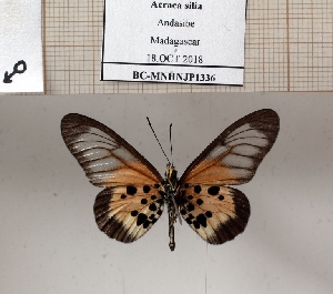  (Acraea silia - BC-MNHNJP1336)  @11 [ ] Copyright (2022) Dominique BERNAUD Museum national d'Histoire naturelle