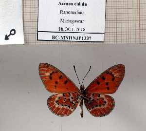  (Acraea calida - BC-MNHNJP1337)  @11 [ ] Copyright (2022) Dominique BERNAUD Museum national d'Histoire naturelle