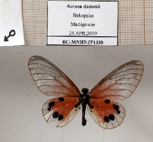  ( - BC-MNHNJP1338)  @11 [ ] Copyright (2022) Dominique BERNAUD Museum national d'Histoire naturelle