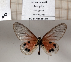  ( - BC-MNHNJP1338)  @11 [ ] Copyright (2022) Dominique BERNAUD Museum national d'Histoire naturelle