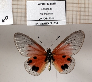  ( - BC-MNHNJP1339)  @11 [ ] Copyright (2022) Dominique BERNAUD Museum national d'Histoire naturelle