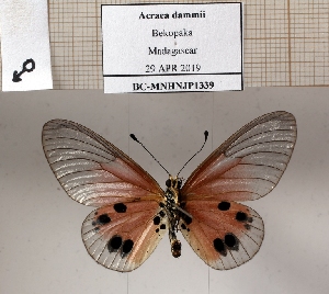  ( - BC-MNHNJP1339)  @11 [ ] Copyright (2022) Dominique BERNAUD Museum national d'Histoire naturelle