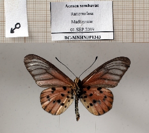  (Acraea sambavae - BC-MNHNJP1343)  @11 [ ] Copyright (2022) Dominique BERNAUD Museum national d'Histoire naturelle