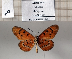  (Acraea zitja - BC-MNHNJP1349)  @11 [ ] Copyright (2022) Dominique BERNAUD Museum national d'Histoire naturelle