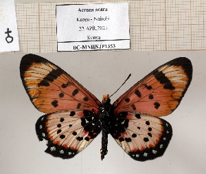  ( - BC-MNHNJP1353)  @11 [ ] Copyright (2022) Dominique BERNAUD Museum national d'Histoire naturelle