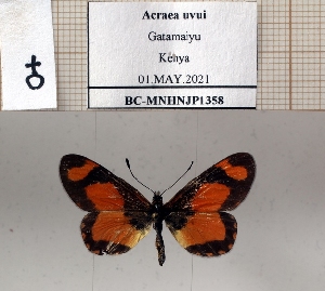  (Acraea uvui - BC-MNHNJP1358)  @11 [ ] Copyright (2022) Dominique BERNAUD Museum national d'Histoire naturelle