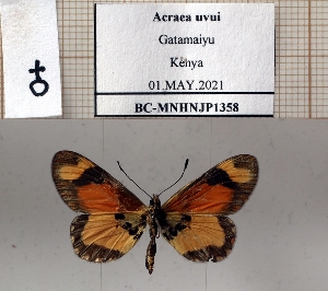  (Acraea uvui - BC-MNHNJP1358)  @11 [ ] Copyright (2022) Dominique BERNAUD Museum national d'Histoire naturelle
