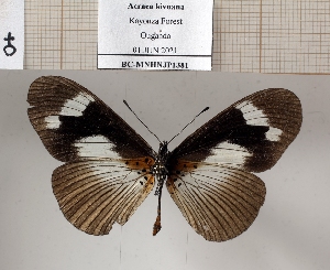  (Acraea kivuana - BC-MNHNJP1381)  @11 [ ] Copyright (2022) Dominique BERNAUD Museum national d'Histoire naturelle