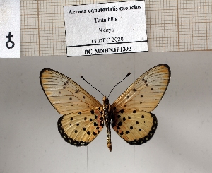  (Acraea equatorialis caoncius - BC-MNHNJP1393)  @11 [ ] Copyright (2022) Dominique BERNAUD Museum national d'Histoire naturelle