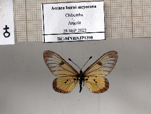  (Acraea burni - BC-MNHNJP1398)  @11 [ ] Copyright (2022) Dominique BERNAUD Museum national d'Histoire naturelle