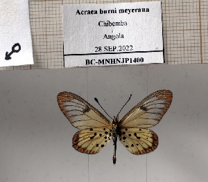  (Acraea burni - BC-MNHNJP1400)  @11 [ ] Copyright (2022) Dominique BERNAUD Museum national d'Histoire naturelle