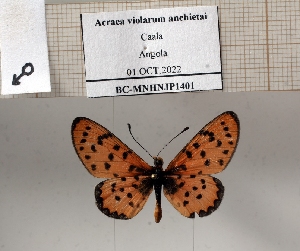  (Acraea violarum anchietai - BC-MNHNJP1401)  @11 [ ] Copyright (2022) Dominique BERNAUD Museum national d'Histoire naturelle