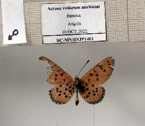  (Acraea violarum - BC-MNHNJP1403)  @11 [ ] Copyright (2022) Dominique BERNAUD Museum national d'Histoire naturelle