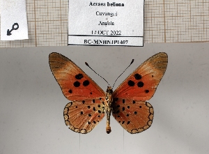  (Acraea bellona - BC-MNHNJP1407)  @11 [ ] Copyright (2022) Dominique BERNAUD Museum national d'Histoire naturelle