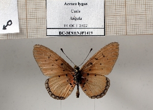  (Acraea lygus - BC-MNHNJP1419)  @11 [ ] Copyright (2022) Dominique BERNAUD Museum national d'Histoire naturelle