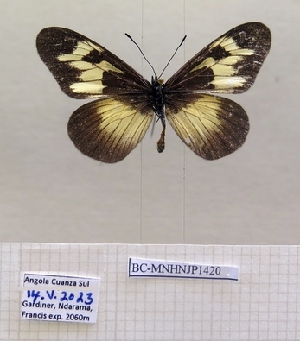  (Acraea gardineri - BC-MNHNJP1420)  @11 [ ] Copyright (2022) Dominique BERNAUD Museum national d'Histoire naturelle