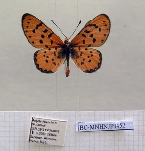  ( - BC-MNHNJP1452)  @11 [ ] Copyright (2022) Dominique BERNAUD Museum national d'Histoire naturelle