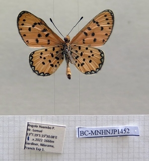  ( - BC-MNHNJP1452)  @11 [ ] Copyright (2022) Dominique BERNAUD Museum national d'Histoire naturelle