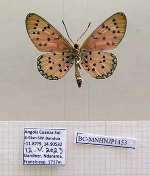  ( - BC-MNHNJP1453)  @11 [ ] Copyright (2022) Dominique BERNAUD Museum national d'Histoire naturelle