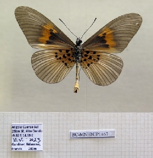  ( - BC-MNHNJP1467)  @11 [ ] Copyright (2022) Dominique BERNAUD Museum national d'Histoire naturelle
