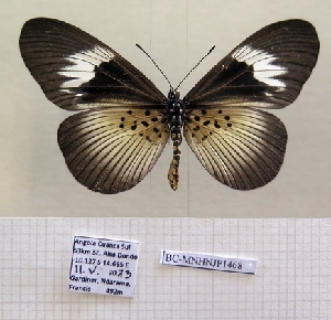  ( - BC-MNHNJP1468)  @11 [ ] Copyright (2022) Dominique BERNAUD Museum national d'Histoire naturelle