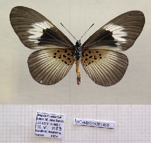  ( - BC-MNHNJP1468)  @11 [ ] Copyright (2022) Dominique BERNAUD Museum national d'Histoire naturelle
