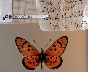  (Acraea nohara - BC-MNHNJP1480)  @11 [ ] Copyright (2022) Dominique BERNAUD Museum national d'Histoire naturelle