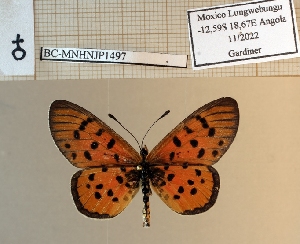  (Acraea bailunduensis - BC-MNHNJP1497)  @11 [ ] Copyright (2022) Dominique BERNAUD Museum national d'Histoire naturelle