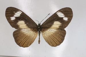  (Acraea paragea - BC-MNHNJP0292)  @14 [ ] Copyright (2010) Jacques Pierre Museum National d`Histoire Naturelle, Paris