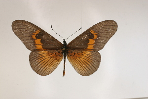  (Acraea persanguinea - BC-MNHNJP0402)  @14 [ ] Copyright (2010) Jacques Pierre Museum National d`Histoire Naturelle, Paris