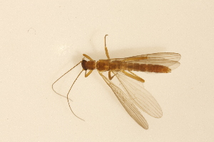  ( - INHS-1084509)  @11 [ ] CC BY (2025) Unspecified University of Illinois, Urbana-Champaign