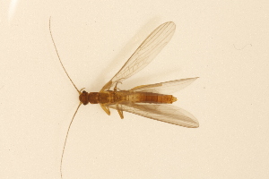  ( - INHS-1084510)  @11 [ ] CC BY (2025) Unspecified University of Illinois, Urbana-Champaign