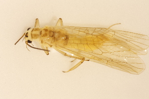  ( - INHS-1084513)  @11 [ ] CC BY (2025) Unspecified University of Illinois, Urbana-Champaign