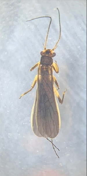  (Perlesta fusca - INHS-1524229)  @11 [ ] CC BY (2025) Unspecified University of Illinois, Urbana-Champaign