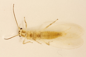  (Isoperla gibbsae - INHS-1545137)  @11 [ ] CC BY (2025) Unspecified University of Illinois, Urbana-Champaign