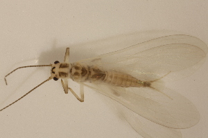  ( - INHS-1545264)  @11 [ ] CC BY (2025) Unspecified University of Illinois, Urbana-Champaign