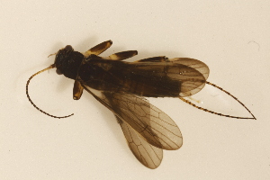  ( - INHS-1545447)  @11 [ ] CC BY (2025) Unspecified University of Illinois, Urbana-Champaign