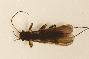  ( - INHS-1545448)  @11 [ ] CC BY (2025) Unspecified University of Illinois, Urbana-Champaign