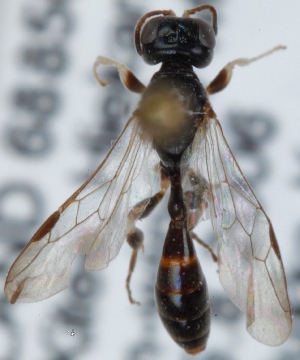  ( - FACU-000696)  @12 [ ] CreativeCommons - Attribution Non-Commercial (2012) Marko Mutanen University of Oulu