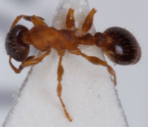  ( - FACU-001247)  @12 [ ] CreativeCommons - Attribution Non-Commercial (2013) Marko Mutanen University of Oulu