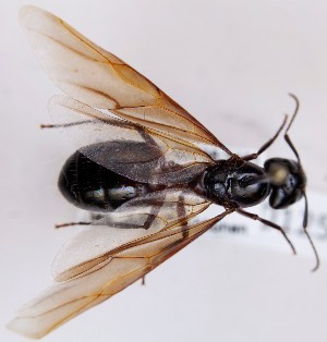  (Camponotus ligniperda - FACU-001255)  @13 [ ] CreativeCommons - Attribution Non-Commercial (2013) Marko Mutanen University of Oulu