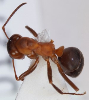  ( - FACU-001273)  @12 [ ] CreativeCommons - Attribution Non-Commercial (2013) Marko Mutanen University of Oulu