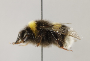  (Bombus cryptarum - MZH_GP.94687)  @13 [ ] CreativeCommons - Attribution Non-Commercial (2012) Juho Paukkunen Finnish Museum of Natural History