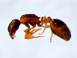  (Leptothorax kutteri - RS 3762)  @13 [ ] No Rights Reserved (2013) Gergely Varkonyi Finnish Environment Institute