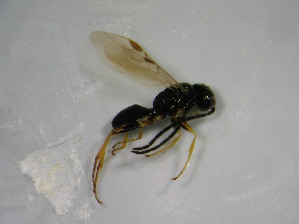  ( - bf-dry-00105)  @13 [ ] CreativeCommons - Attribution Non-Commercial Share-Alike (2015) Kjell Magne Olsen BioFokus