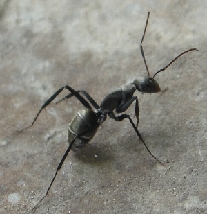  (Camponotus parius - AAI_06)  @13 [ ] Unspecified (default): All Rights Reserved  Unspecified Unspecified