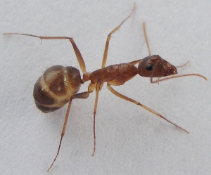  (Camponotus mitis - AAI_60)  @13 [ ] Unspecified (default): All Rights Reserved  Unspecified Unspecified