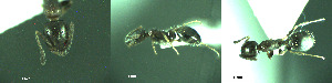  (Temnothorax exilis - 17S698)  @11 [ ] CreativeCommons  Attribution Non-Commercial Share-Alike (2020) S. Schär; M. Menchetti; E. Schifani Institut de Biologia Evolutiva (CSIC-UPF), Butterfly Diversity and Evolution Lab